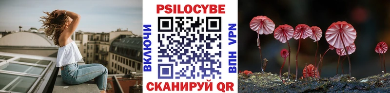 блэк спрут ссылки  продажа наркотиков  Михайловка  Псилоцибиновые грибы Cubensis 